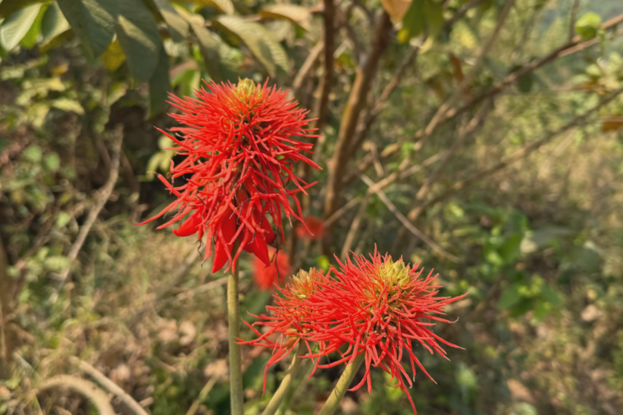 umuko